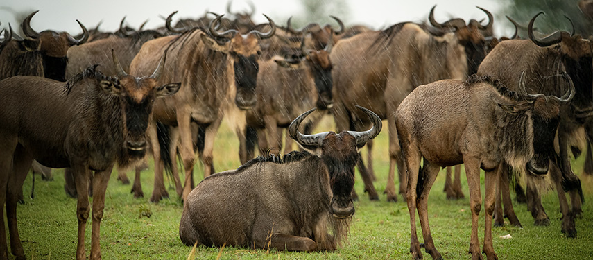 Wildebeest in the rain on the Serengeti