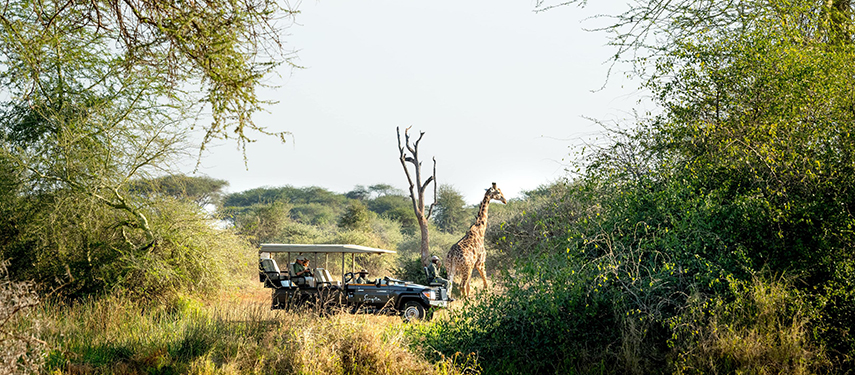 Guests watch a passing giraffe while on safari in Zimbabwe