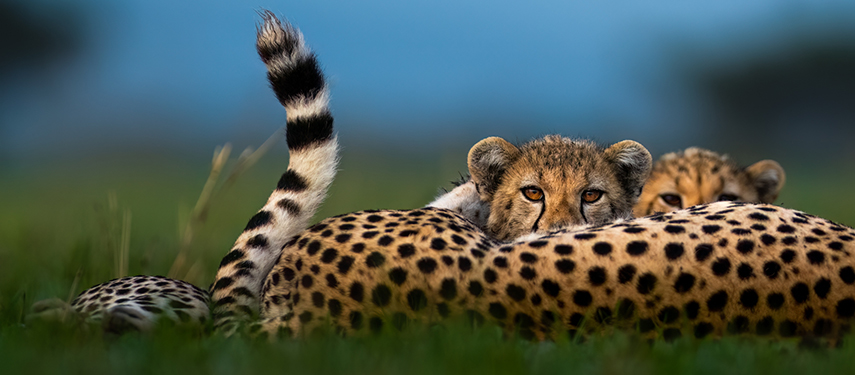 Cheetah And Cubs at Singita Kilima, Grumeti Game Reserve
