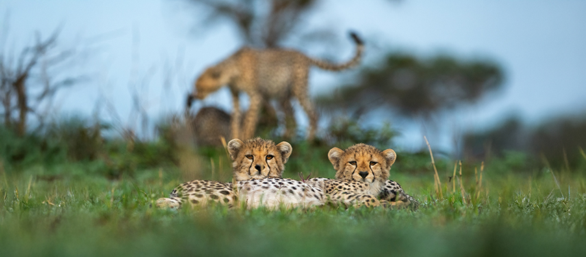 Cheetah family in Grumeti Game Reserve bordering the Serengeti in Tanzania