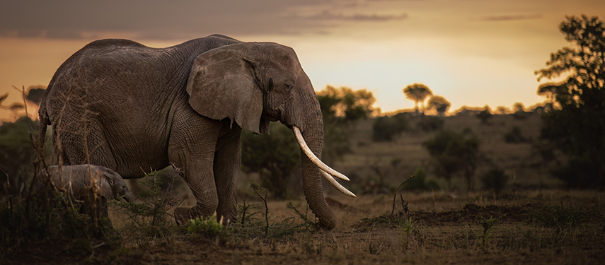 Elephant herd at Singita Kilima on the borders of the Serengeti