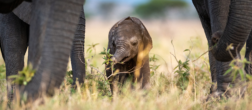 Baby elephant by the feet of its parents on the grasslands of the Serengeti