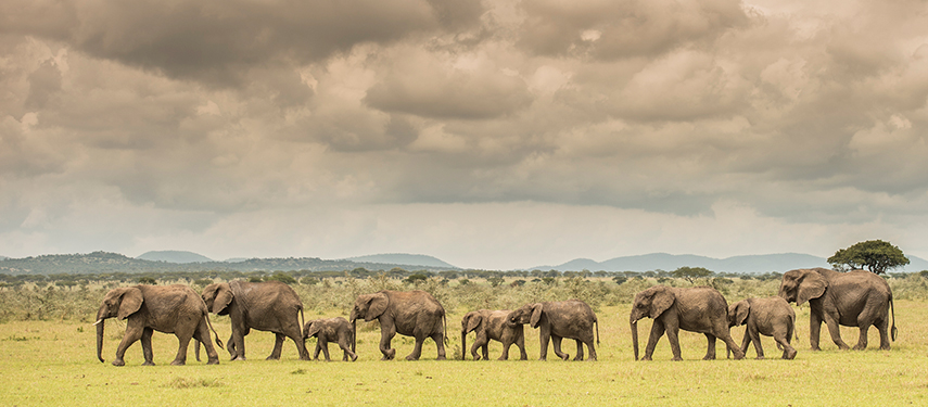 Elephant herd at Singita Kilima on the borders of the Serengeti