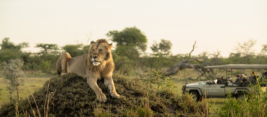 Game drive with guests watching a lion