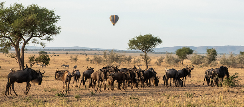 Hot Air Balloon above wildebeest Herd at Grumeti Serengeti