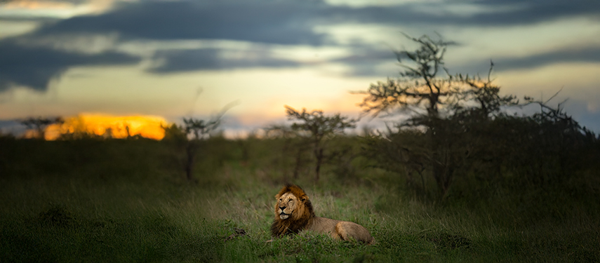 Lion at sunset on the Serengeti