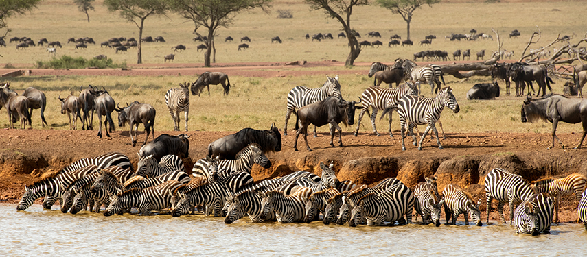Grumeti Zebra And Wildebeest at a waterhole