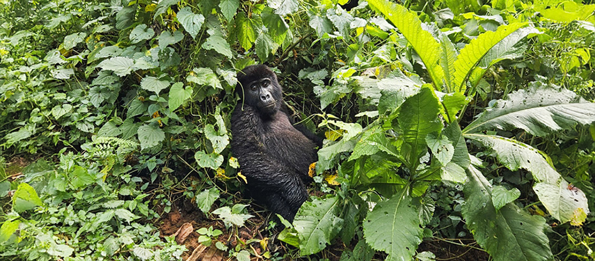 An adult mountain gorilla resting quietly in the undergrowth of Bwindi.
