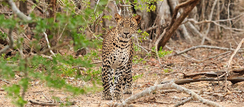 Leopard seen on safari in Yala National Park
