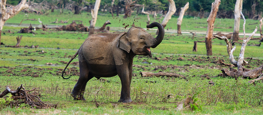 Young elephant having a mud bath in Yala National Park