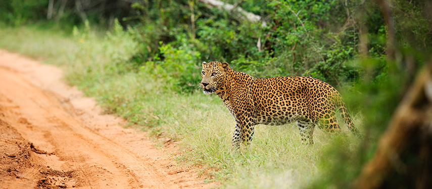 Leopard seen on safari in Yala National Park