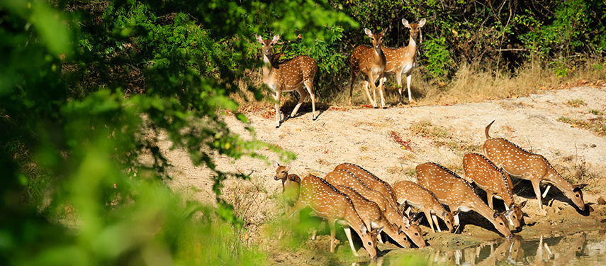 Spotted chital deer in Yala National Park