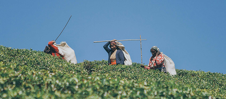 A group of women harvest tea in Sri Lanka