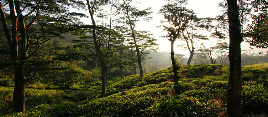Tea plantation at dawn in Sri lanka