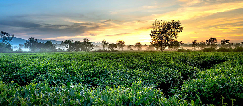 Tea plantation at dawn in Sri lanka