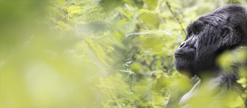 A mountain gorilla pauses among dense green foliage in Volcanoes National Park, one of the unforgettable wildlife encounters near Virunga Lodge.