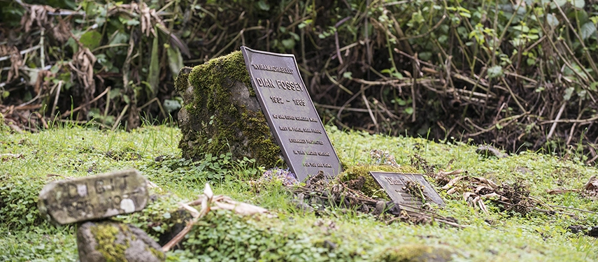 The final resting place of Dian Fossey lies quietly within the forest, a moving tribute to her legacy and the conservation story linked to Virunga Lodge.