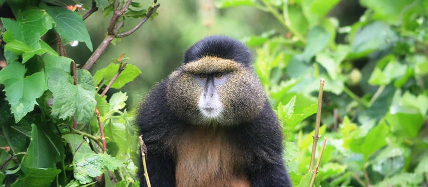 A golden monkey peers through thick vegetation in Volcanoes National Park, offering a rare and rewarding sighting during time spent near Virunga Lodge.