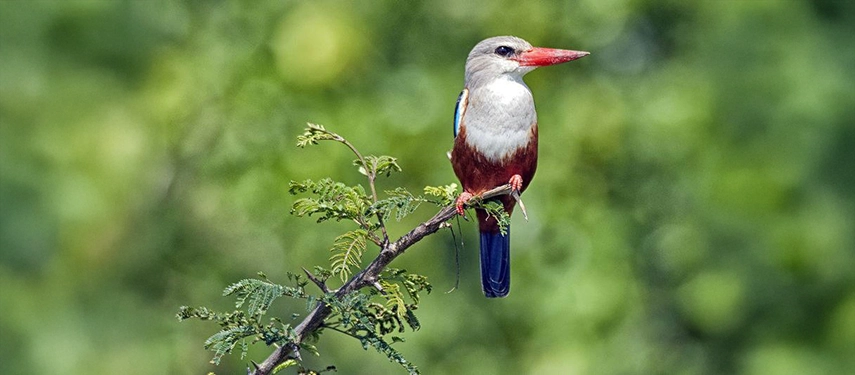 A colourful woodland kingfisher perched on a branch in the forest surrounding Volcanoes Bwindi Lodge, highlighting the rich birdlife of Bwindi Impenetrable Forest.
