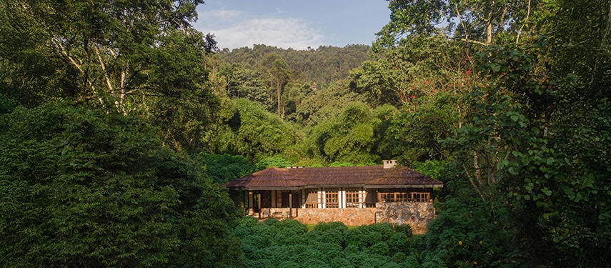 The lodge buildings of Volcanoes Bwindi Lodge partially hidden by lush vegetation, emphasising its secluded setting within the forest.