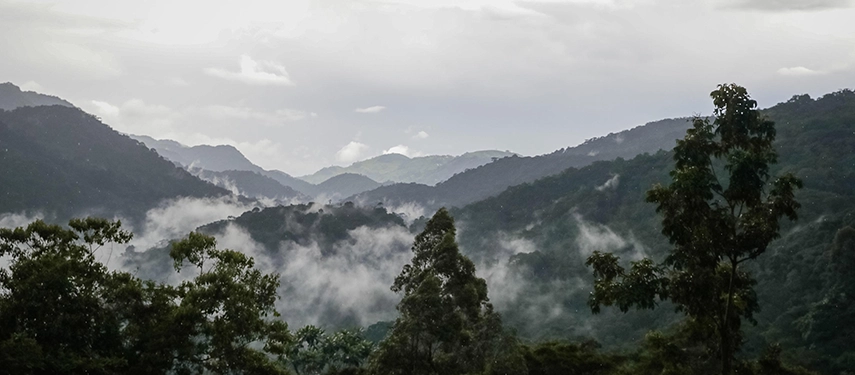 Misty forested hills of Bwindi Impenetrable National Park as seen from Volcanoes Bwindi Lodge, creating a dramatic and atmospheric landscape.