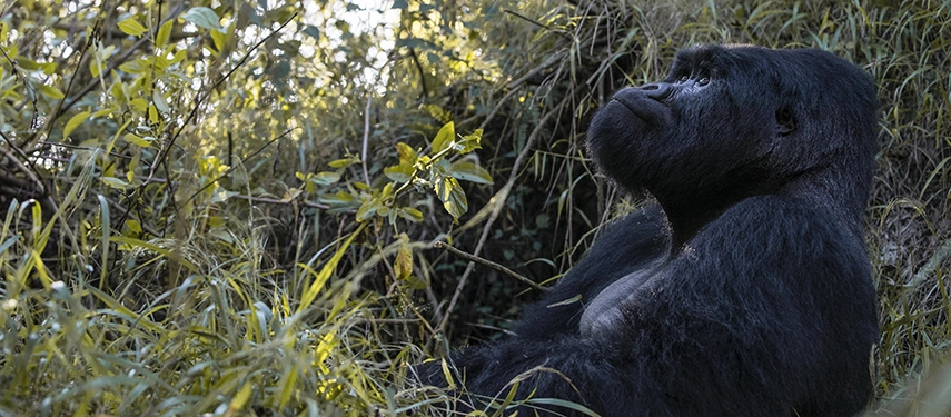 A mountain gorilla resting among bamboo and forest undergrowth in Bwindi Impenetrable Forest near Volcanoes Bwindi Lodge.