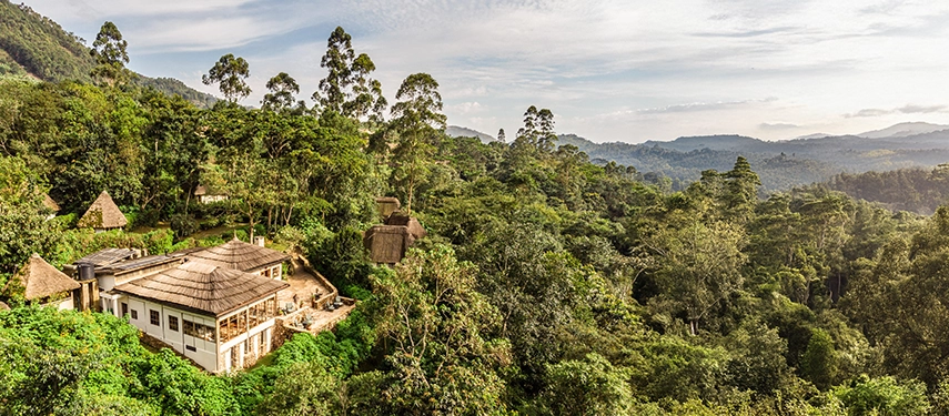 An elevated view of Volcanoes Bwindi Lodge set within rolling, forested hills, overlooking the vast wilderness of Bwindi Impenetrable National Park.