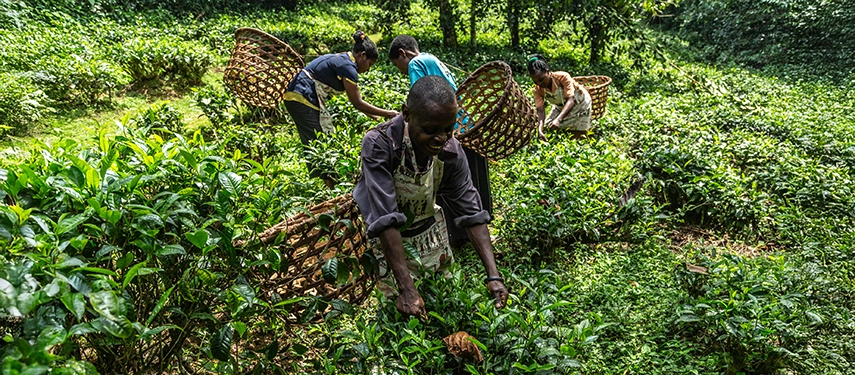 Local tea pickers working among lush green fields near Volcanoes Bwindi Lodge, reflecting the lodge’s connection to community and landscape.
