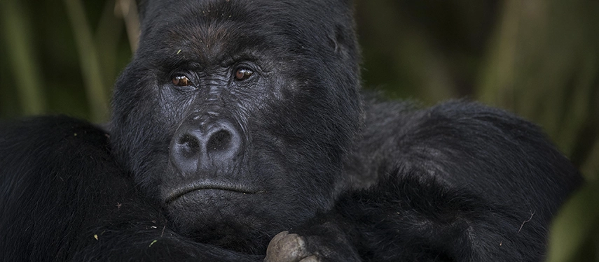 A close-up portrait of a mountain gorilla in Bwindi Impenetrable Forest, one of the extraordinary wildlife encounters near Volcanoes Bwindi Lodge.