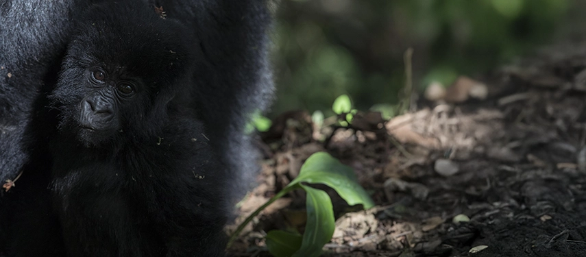 A young mountain gorilla moving quietly through the forest floor of Bwindi Impenetrable National Park during a gorilla trekking experience.