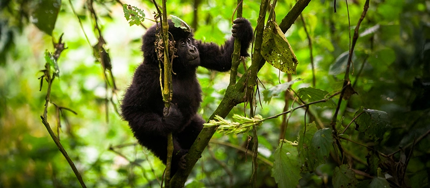 A young mountain gorilla climbing through dense foliage in Bwindi Impenetrable Forest during a gorilla trekking encounter near Volcanoes Bwindi Lodge.