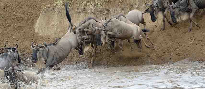 Wildebeest leaping into the Mara River during the Great Migration in Kenya’s Maasai Mara, capturing the dramatic river crossing.