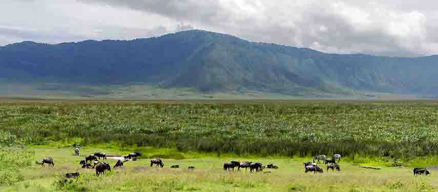 Herds of wildebeest grazing in the verdant plains of the Ngorongoro Crater with towering caldera walls in the background.