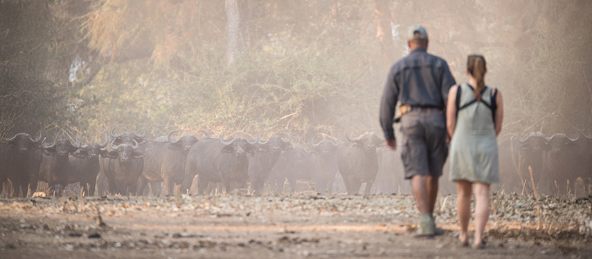 Watching buffalo on a walking safari at Chikwenya Camp, Zimbabwe