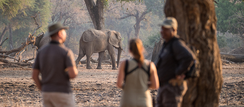 Watching elephant on a walking safari at Chikwenya Camp, Zimbabwe