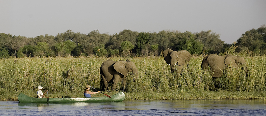 Canoe safari on the Zambezi River watching Elephant, Chikwenya Camp, Zimbabwe