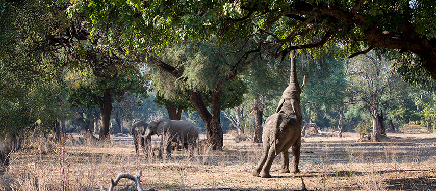 Elephant feeds on winter thorn trees at Chikwenya Camp, Zimbabwe