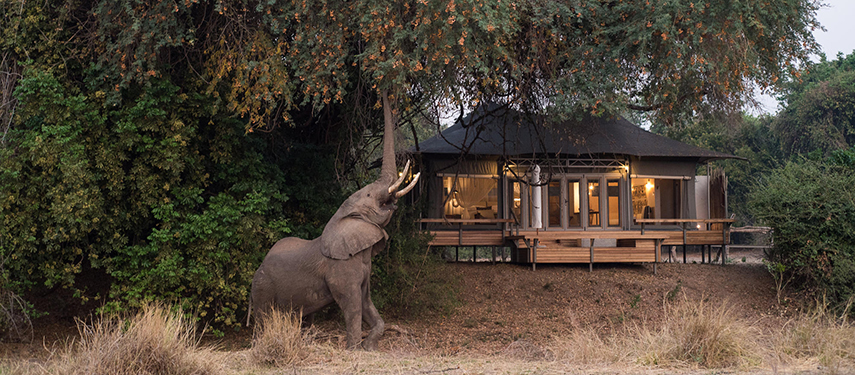 Elephant feeds on winter thorn trees at Chikwenya Camp, Zimbabwe