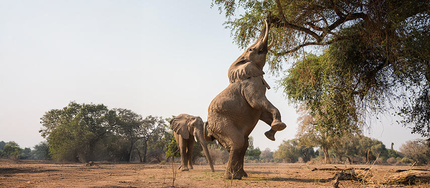 Elephant feeds on winter thorn trees at Chikwenya Camp, Zimbabwe