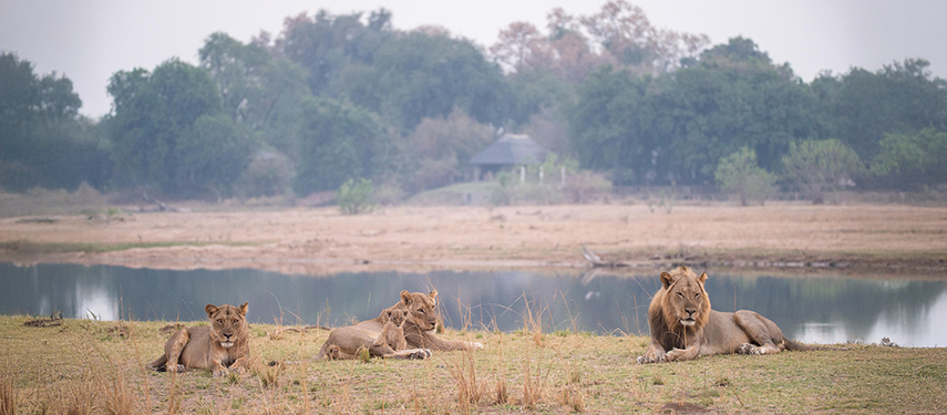 Lion family on a riverbank in Mana Pools, Zimbabwe