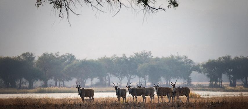 Waterbucks seen on a safari at Chikwenya Camp