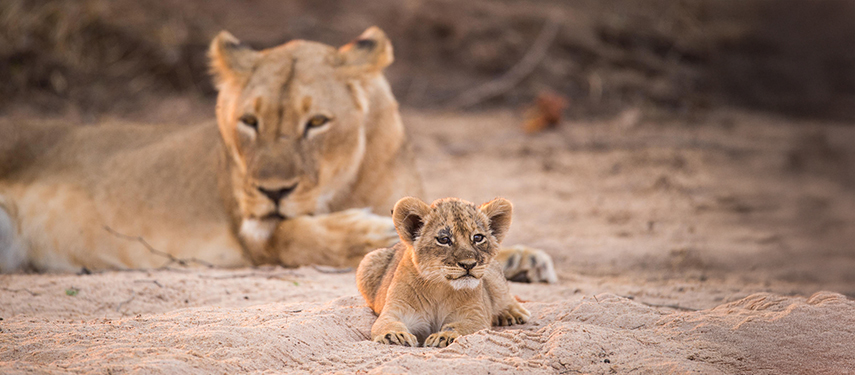 Mother lion watching her cub in Mana Pools National Park