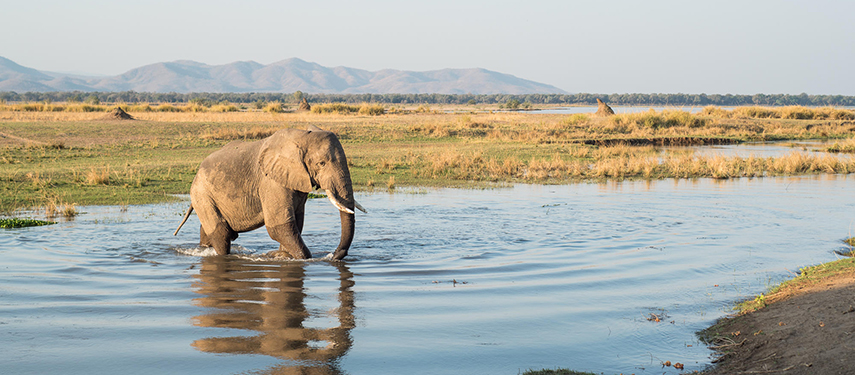 Elephant wallowing in a pool at Chikwenya Camp, Zimbabwe