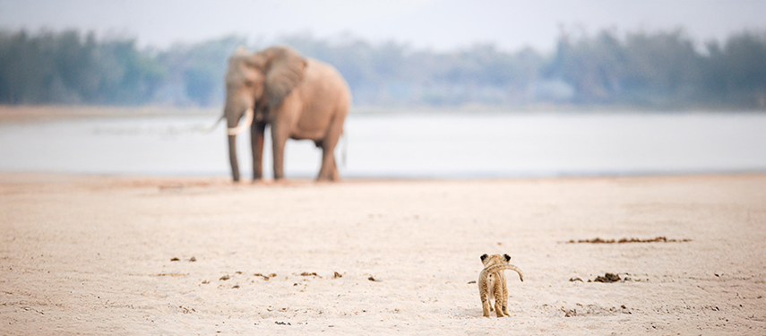 Lion cub watching an elephant