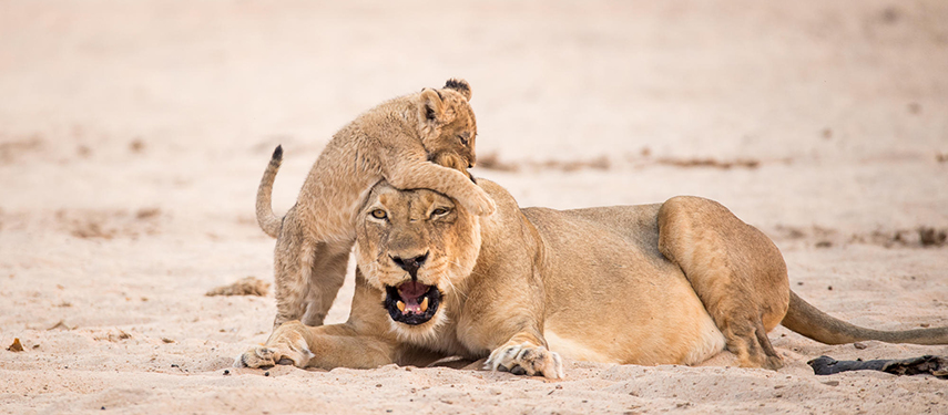 Lion cub playing with its mother in Mana Pools National Park