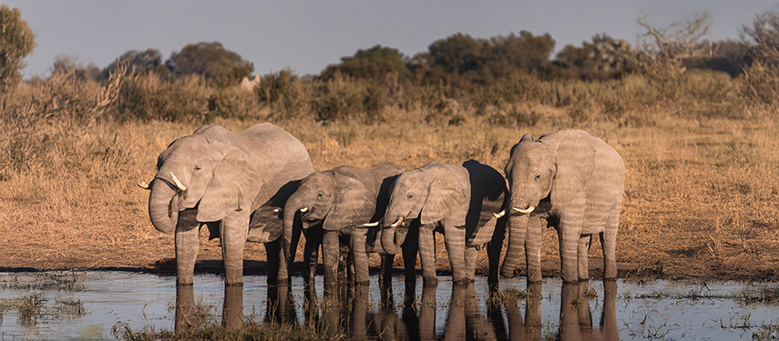Elephants drinking from a pool in Botswana