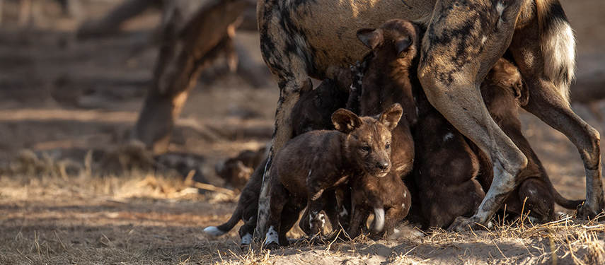 Wild dogs in the Okavango Delta, Botswana