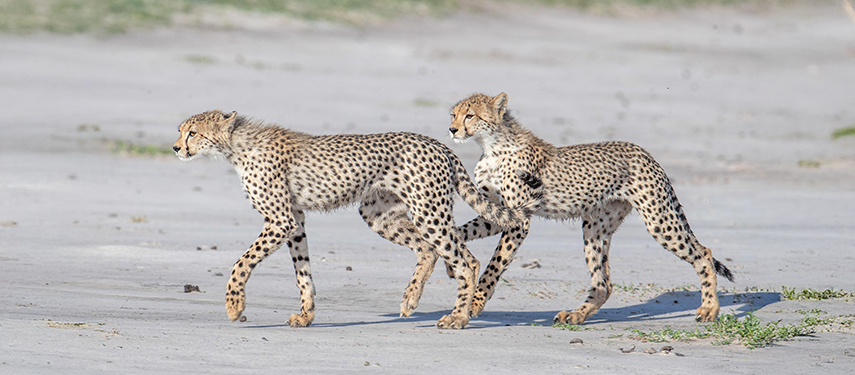 Cheetah in Botswana