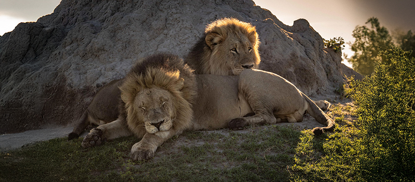 A pair of male lions in Botswana