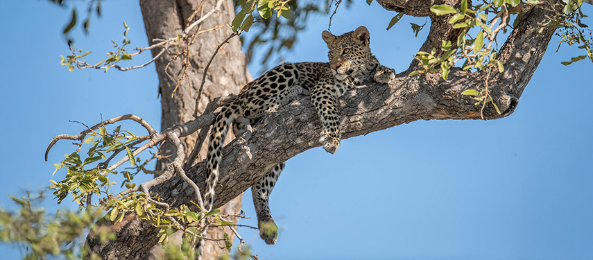 Leopard in a tree in the Okavango Delta, Botswana